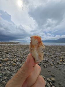 mawa bahia ballena