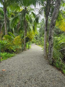 mawa tropical
